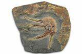 Detailed Ordovician Brittle Star (Ophiura) - Morocco #365743-1
